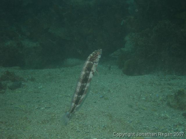P4068487.JPG - Snakeskin wrasse, 6 April, 2007
