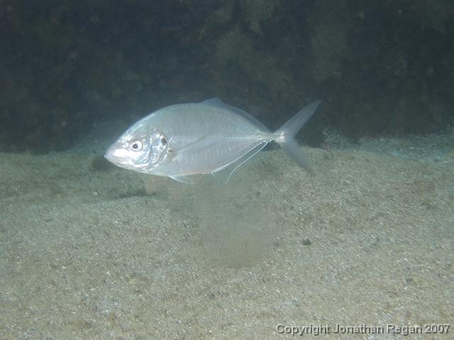 P4068490.JPG - Silver trevally, 6 April, 2007