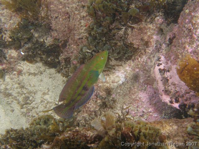 P4068509.JPG - Senator wrasse, 6 April, 2007