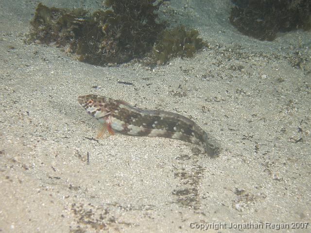 P4068514.JPG - Snakeskin wrasse, 6 April, 2007