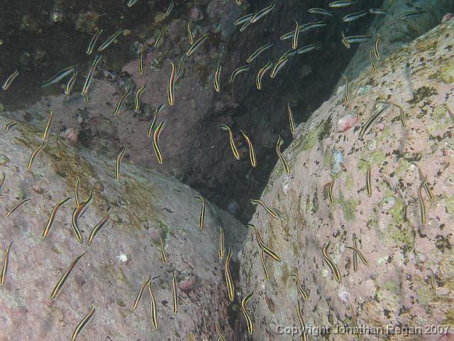 P4068537.JPG - Eastern Hula Fish, 6 April, 2007
