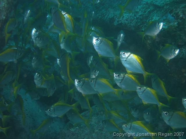 P4068542.JPG - Ladder Finned Pomfret, 6 April, 2007
