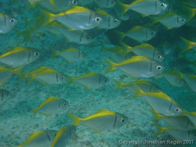 P4068545.JPG - Ladder Finned Pomfret, 6 April, 2007