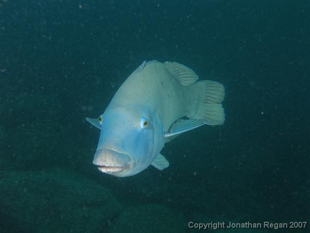 P4068562.JPG - Blue Groper, 6 April, 2007