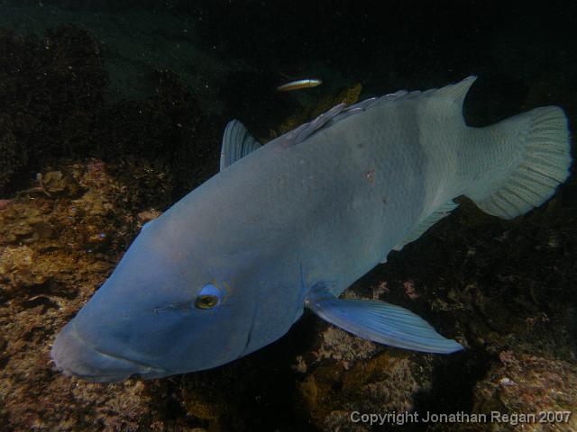 P4068570.JPG - Blue Groper, 6 April, 2007