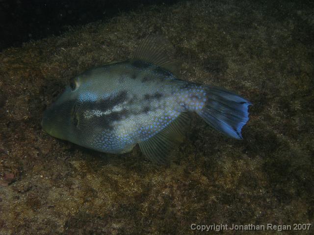 P4068604.JPG - Yellow Finned Leatherjacket, 6 April, 2007