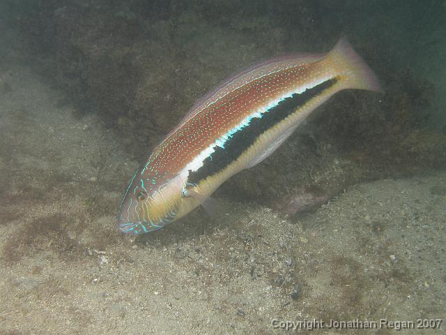 P4068641.JPG - Maori Wrasse, 6 April, 2007