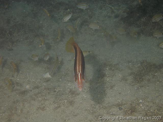 P4068644.JPG - Maori Wrasse surrounded by Black spot Goatfish, 6 April, 2007