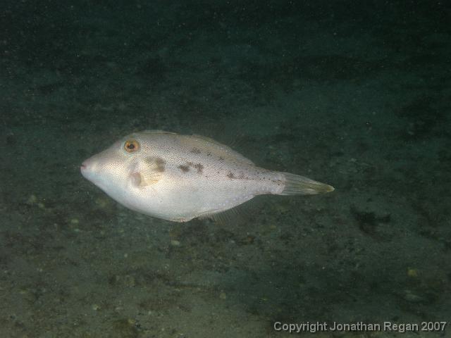 P4068652.JPG - Yellow Finned Leatherjacket, 6 April, 2007