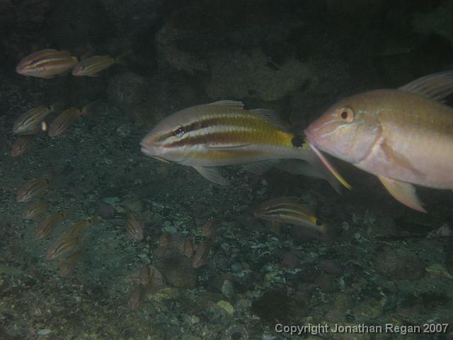 P4068656.JPG - Black Spot Goatfish and Blue Lined Goatfish coming into the picture, 6 April, 2007