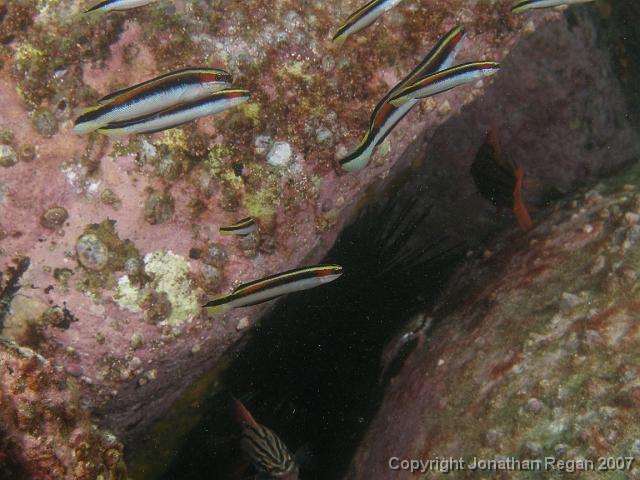 P4098683.JPG - Eastern Hulafish, 9 April, 2007
