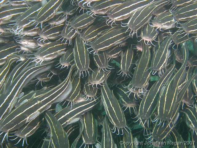 P4098698.JPG - Ball of Striped Catfish, 9 April, 2007