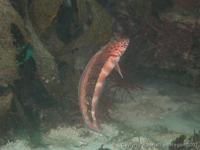 P4098704.JPG - Snakeskin Wrasse, 9 April, 2007