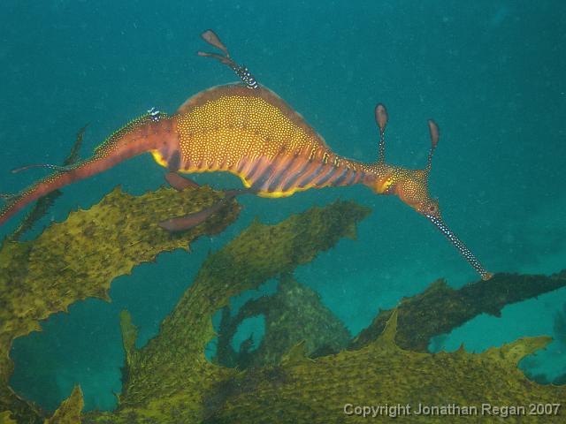 P4098706.JPG - Weedy Seadragon, 9 April, 2007