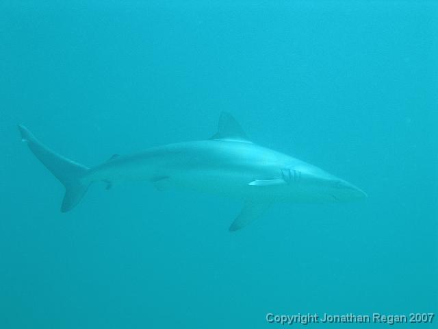 P4098741.JPG - Dusky Whaler Shark, 9 April, 2007