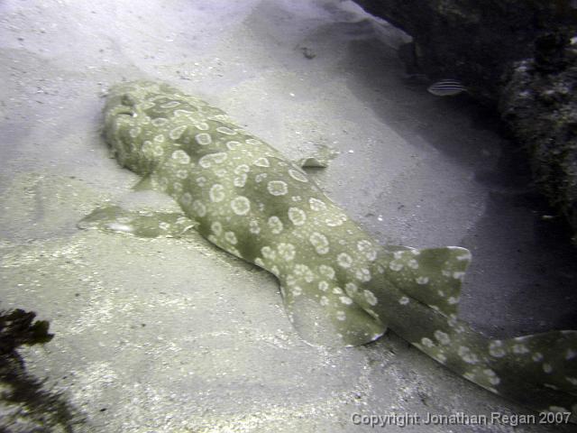 P6180931.jpg - Wobbegong Shark