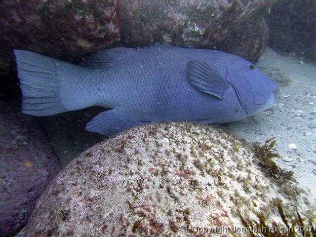 P6180939.jpg - Blue Groper