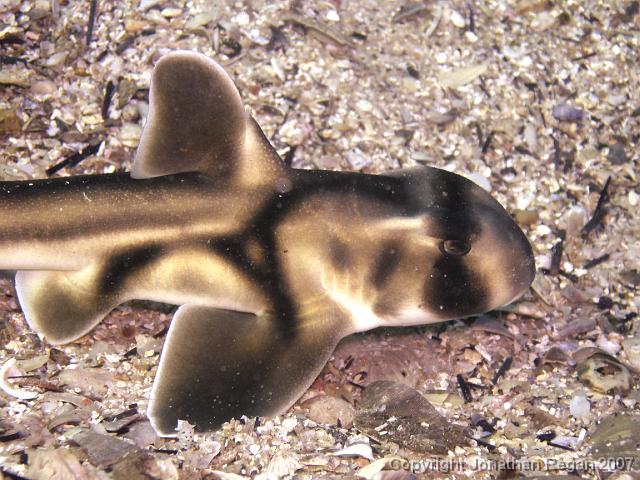 P6180945.jpg - Baby Port Jackson Shark