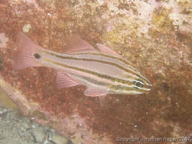 PC091742.JPG - Sydney Cardinalfish, 9 December, 2007