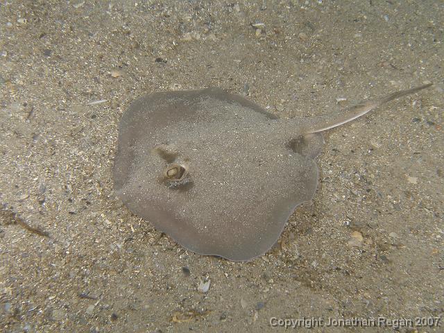 PC091810.JPG - Common stingaree, 9 December, 2007
