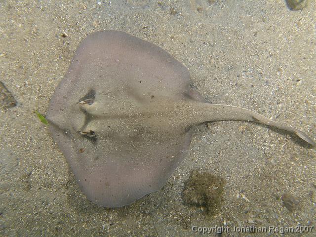 PC091827.JPG - Common stingaree, 9 December, 2007