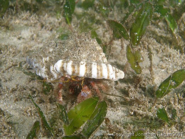 PC091830.JPG - Hermit crab, 9 December, 2007