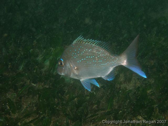 PC091831.JPG - Snapper, 9 December, 2007
