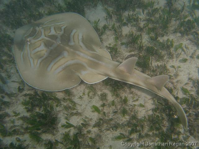 PC091840.JPG - Eastern fiddler ray, 9 December, 2007