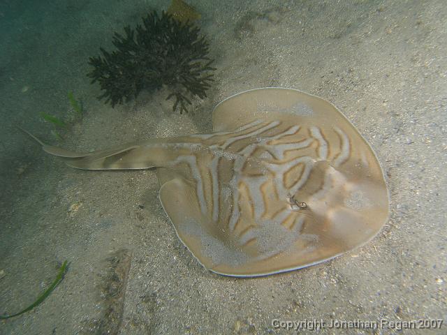 PC091847.JPG - Eastern fiddler ray, 9 December, 2007