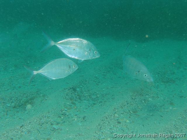 PC091867.JPG - Silver trevally, 9 December, 2007