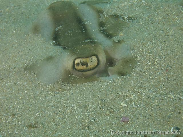 PC091890.JPG - Eye of an Eastern fiddler ray, 9 December, 2007