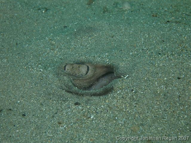 PC091896.JPG - Eye a common stingaree, 9 December, 2007