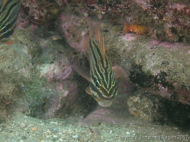 PC091921.JPG - Sydney cardinalfish, 9 December, 2007