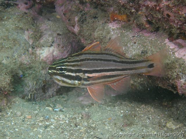 PC091931.JPG - Sydney cardinalfish, 9 December, 2007