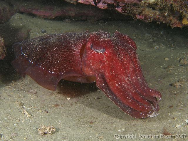 PC091936.JPG - Giant Australian Cuttlefish, 9 December, 2007