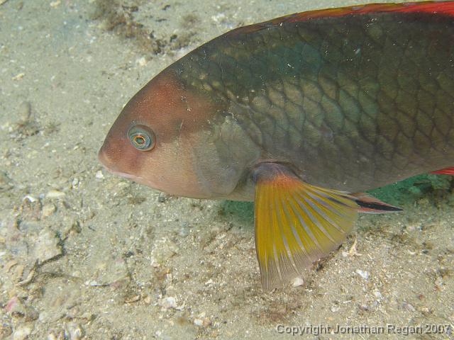 PC091937.JPG - Crimson banded wrasse, 9 December, 2007