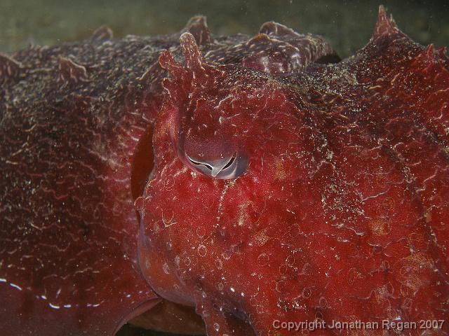 PC091940.JPG - Eye of a Giant Australian Cuttlefish, 9 December, 2007