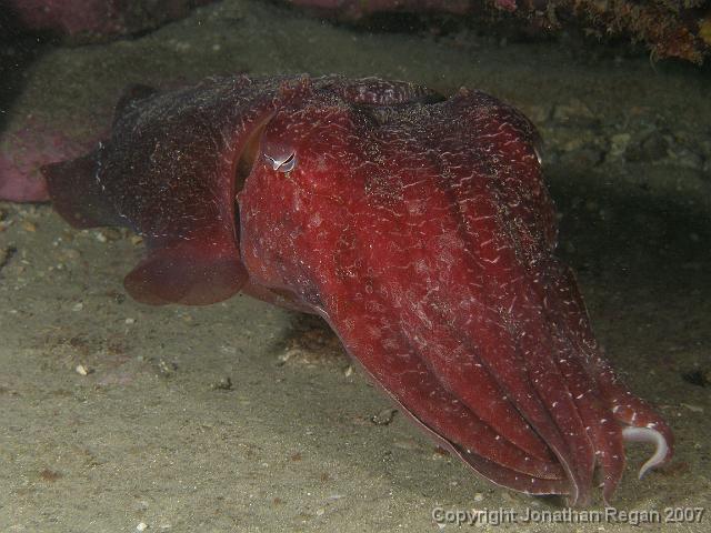 PC091944.JPG - Giant Australian Cuttlefish, 9 December, 2007