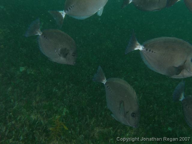 PC091962.JPG - Sawtail Surgeonfish, 9 December, 2007