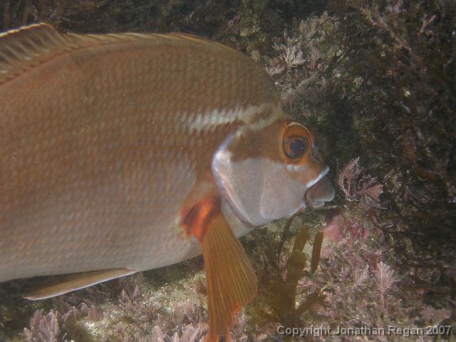 PC091989.JPG - Red morwong, 9 December, 2007