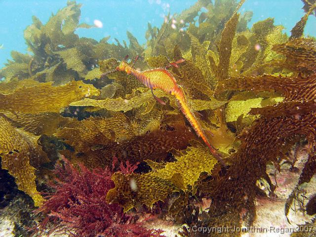PC110071.jpg - Weedy Seadragon