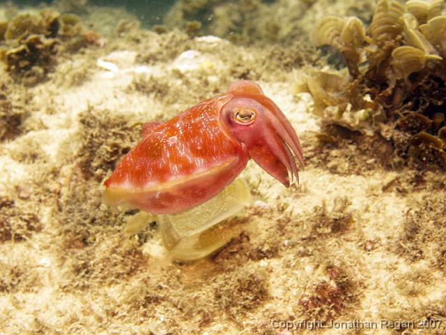 PC110092.jpg - Juveinile Cuttlefish