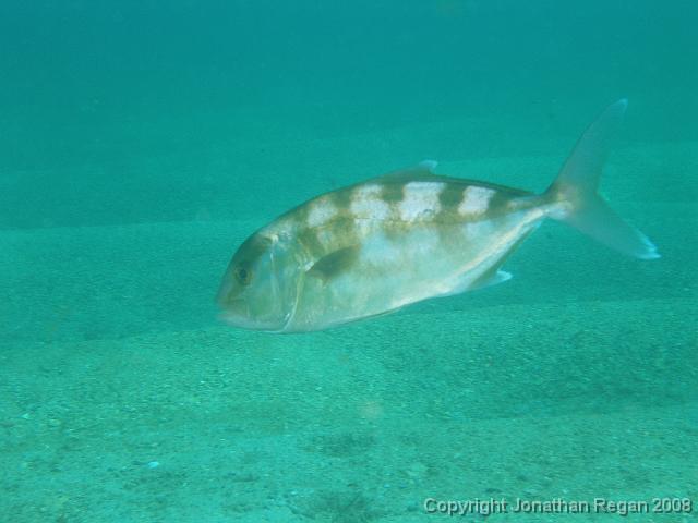PC123061.JPG - Samson Fish, 12 January, 2008