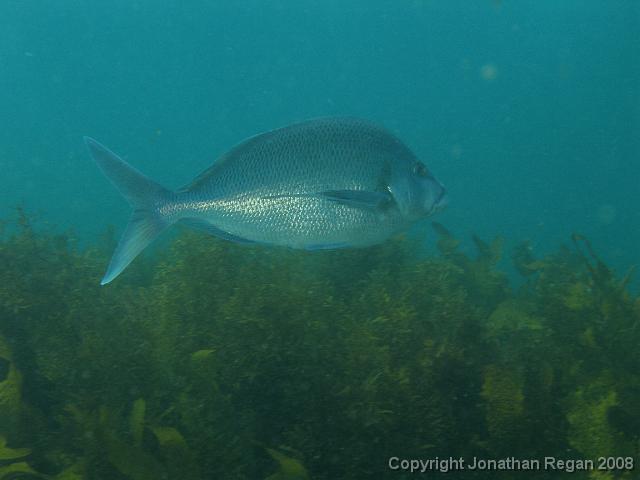 PC123063.JPG - Blue Morwong, 12 January, 2008