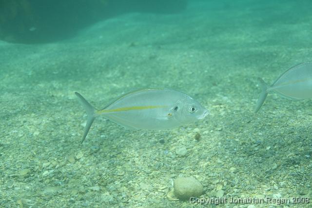 PPP_0687.JPG - Silver Trevally, 28 January, 2008