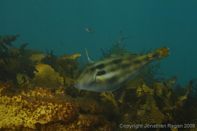 PPP_0705.JPG - Yellow Finned Leatherjacket, 28 January, 2008