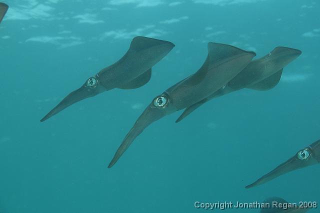 PPP_0723.JPG - Squid, 28 January, 2008