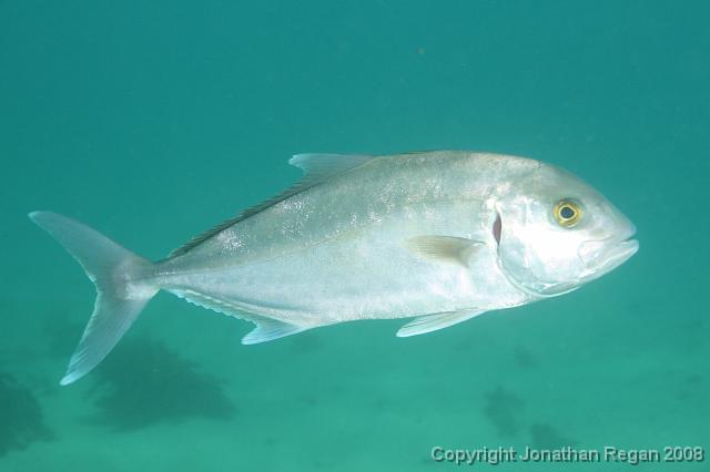 PPP_0769.JPG - Samson Fish, 28 January, 2008