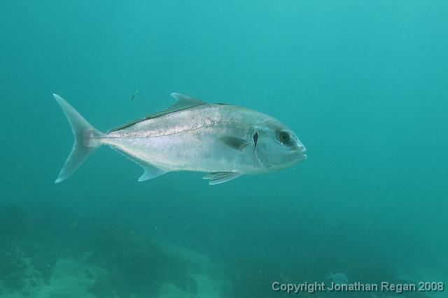 PPP_0770.JPG - Samson Fish, 28 January, 2008