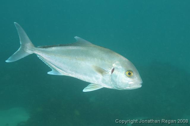 PPP_0772.JPG - Samson Fish, 28 January, 2008